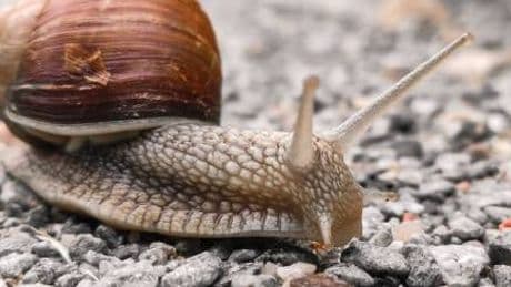 Allarme per la lumaca killer: sintomi e come si riconosce