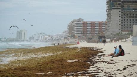 Le Mexique et le Honduras face à “une avalanche de sargasses plus agressive que jamais”
