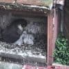 Filmés en direct, ces bébés faucons qui nichent sur la cathédrale d’Albi sont des stars sur internet
