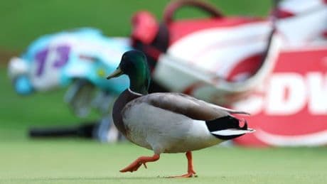 The secret golf weapon used by OAPs that is powering PGA Championship title bid of world's best players