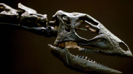 Dog-sized dinosaur that scuttled between feet of giants 150m years ago discovered