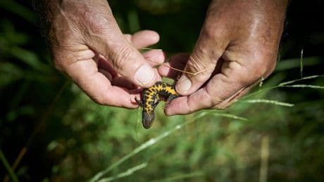 Het gaat slecht met de biodiversiteit in Nederland: ‘Het antwoord ligt bij de vergeten plant- en diersoorten’