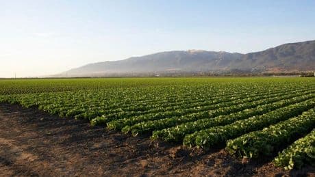 U.S. Lettuce Industry Toughens Safety Mandates Amid FDA Chaos