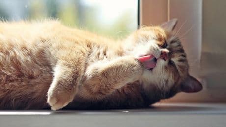 Los gatos también se queman bajo el sol: prevención y síntomas de quemaduras solares