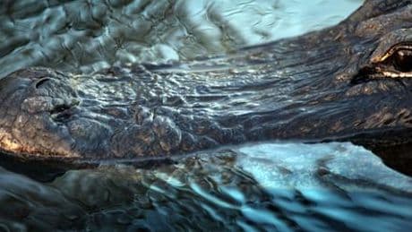 Reptil in Regenrückhaltebecken: Vechta sucht nach Alligator