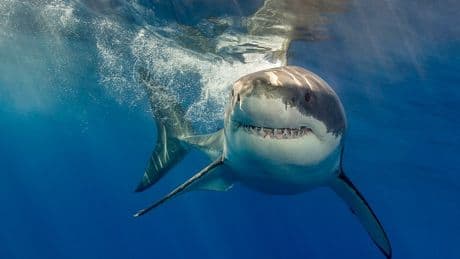 Kurioser Fall im Ozean - Warum ein Hybrid-Hai im Bermuda-Dreieck lebt