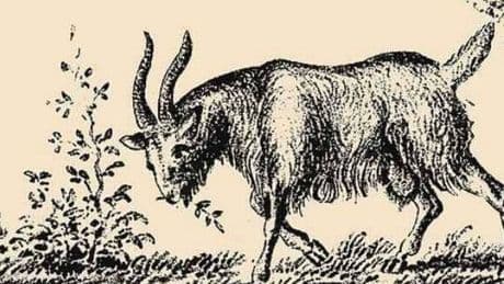You have a high IQ if you can spot goat's owner hiding in plain sight