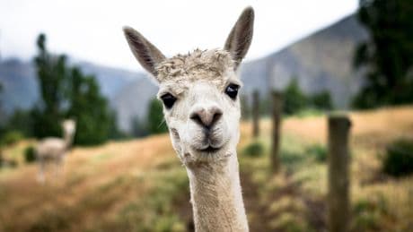 Les anticorps de lamas pourront-ils soigner les maladies du cerveau ?