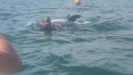 Moment dolphin 'tries to drown swimmers' at UK beach hotspot