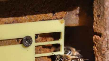 Bienen: Verband: Der große Run aufs Imkern ist vorbei