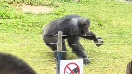 Zoo visitors scream as famous gorilla suddenly hurls rock into crowd