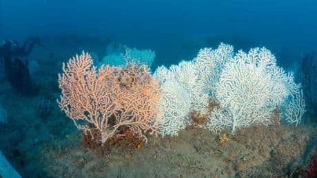 Blu park di Bordighera, una foresta di gorgonie bianche a 50 metri sotto il mare | Fotogallery