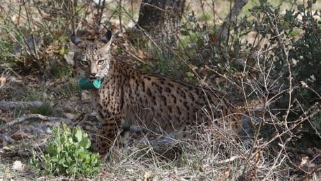 Muere atropellado uno de los linces ibéricos liberados en el Cerrato Palentino