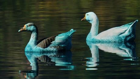 AP PHOTOS: Ducks stained blue in Brazil