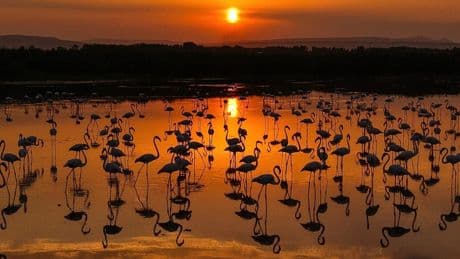 Seebecken in Van: Wo Flamingos in der Türkei zu beobachten sind