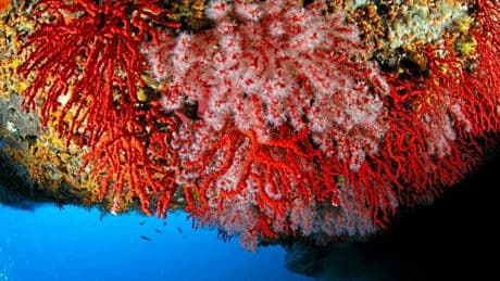 Les mystères du corail de Méditerranée, « l’or rouge » de la Corse