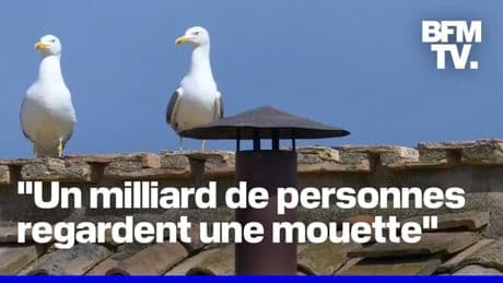 "Habemus mouette": Un volatile devient la star du conclave sur les réseaux sociaux
