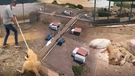 Barınak değil toplama kampı! Yasa yok, merhamet yok…