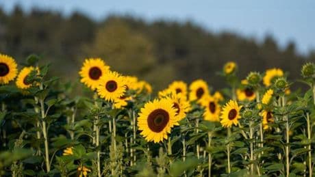 Wochenstart: Sommer dreht auf - Dienstag bis zu 30 Grad