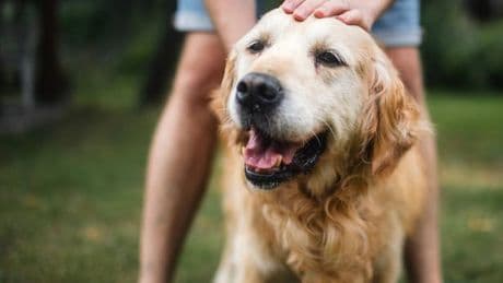 Dogs could be judging your personality, study suggests
