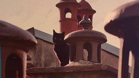 «Unione gattara» in scena. I mici danno spettacolo