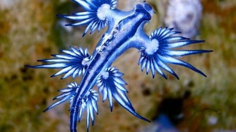 Qué son los dragones azules, la especie marina que han obligado a cerrar playas en Canarias