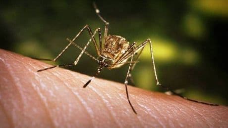 Chikungunya virüsü hızla yayılıyor: Türkiye de risk altında