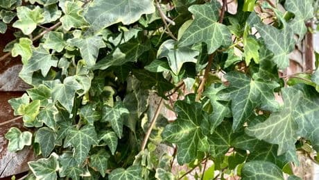 The Overlooked Insects Your Garden Could Save From Extinction