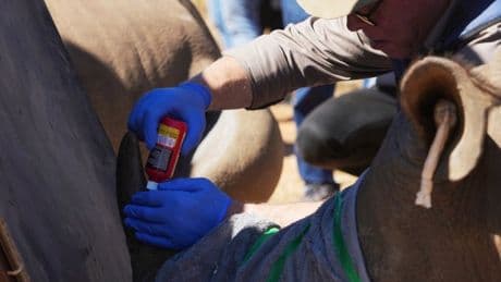 Rhinos now have radioactive horns to fight off poachers