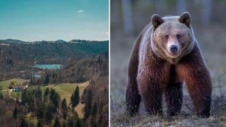 Woman fighting for life after horror bear attack as locals warned 'stay away'