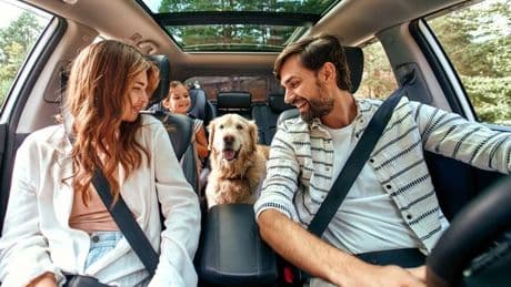 Brits hate holidays without their dogs - and say they'll CANCEL plans if not pet friendly