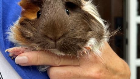Global Okanagan’s Adopt A Pet