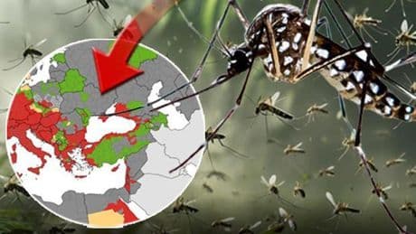 Chikungunya ateşi yayılıyor! 'Tüm Ege ve Karadeniz sahili kırmızı alanda' Küresel bir salgına dönüşür mü?
