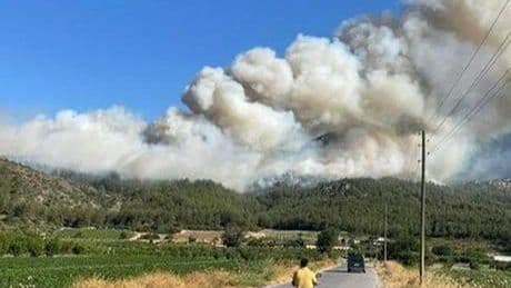 Sakarya'da orman yangını
