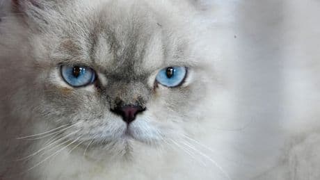 Les frais de vétérinaire sont-ils trop chers pour les Français? Le coût du soin des animaux est une des causes principales de leur abandon