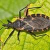 Experts warn parasites are 'feeding on humans' in the US and transmitting deadly disease