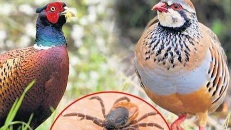 Keneye karşı sülün ve keklik salınıyor
