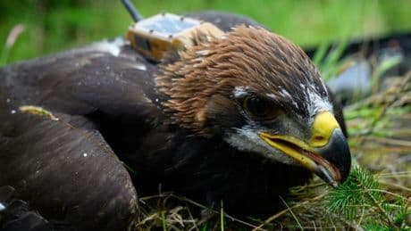 Sir David Attenborough helps mark south of Scotland conservation milestone by naming golden eagle fledgling