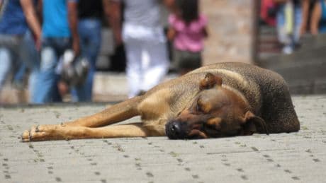 Ecología para todos: Los perros callejeros, ¿adoptar o comprar?