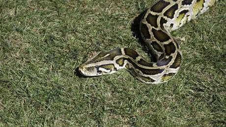 En Floride, un concours de chasse au python pour protéger les écosystèmes