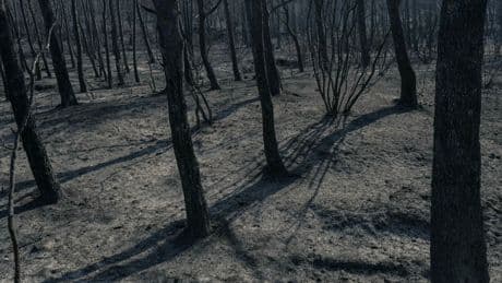 Incendie : comment la forêt renaît-elle de ses cendres ?