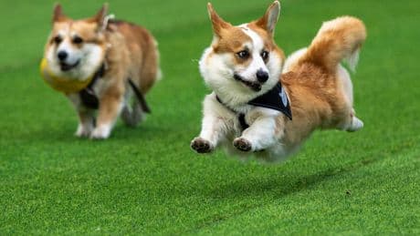 Little legs, big dreams: More than 100 teams compete in Lithuania's international Corgi race