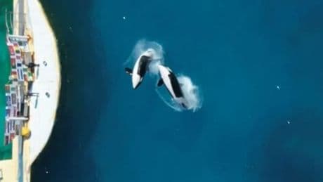 Horny orca is manually 'stimulated' by zookeepers so he won't have sex with mum