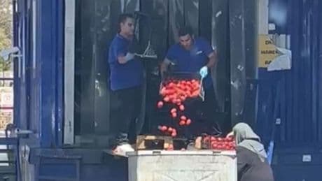 Sosyal medyada tepki görmüştü: Bakanlıktan 'domateslerin çöpe dökülmesi' görüntülerine ilişkin açıklama