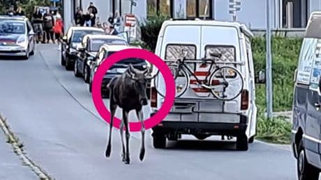 Österreich: Elch „Emil“ auf dem Weg nach Wien