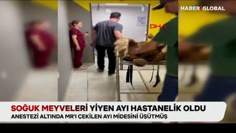 Soğuk meyveleri yiyen Okan isimli ayı hastanelik oldu