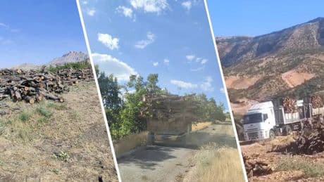 Şırnak'ta Besta ve Görümlü'de orman kıyımı sürüyor: Ekolojik tahribat gözler önünde