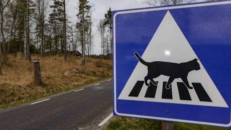 Zebrastreifen mit Katze: Gibt es das Verkehrsschild wirklich?