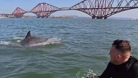 Moment dolphin joins electric surfboard lesson in River Forth
