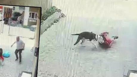 Ataşehir'de korku dolu anlar! Pitbull cinsi köpek çocuğa saldırdı